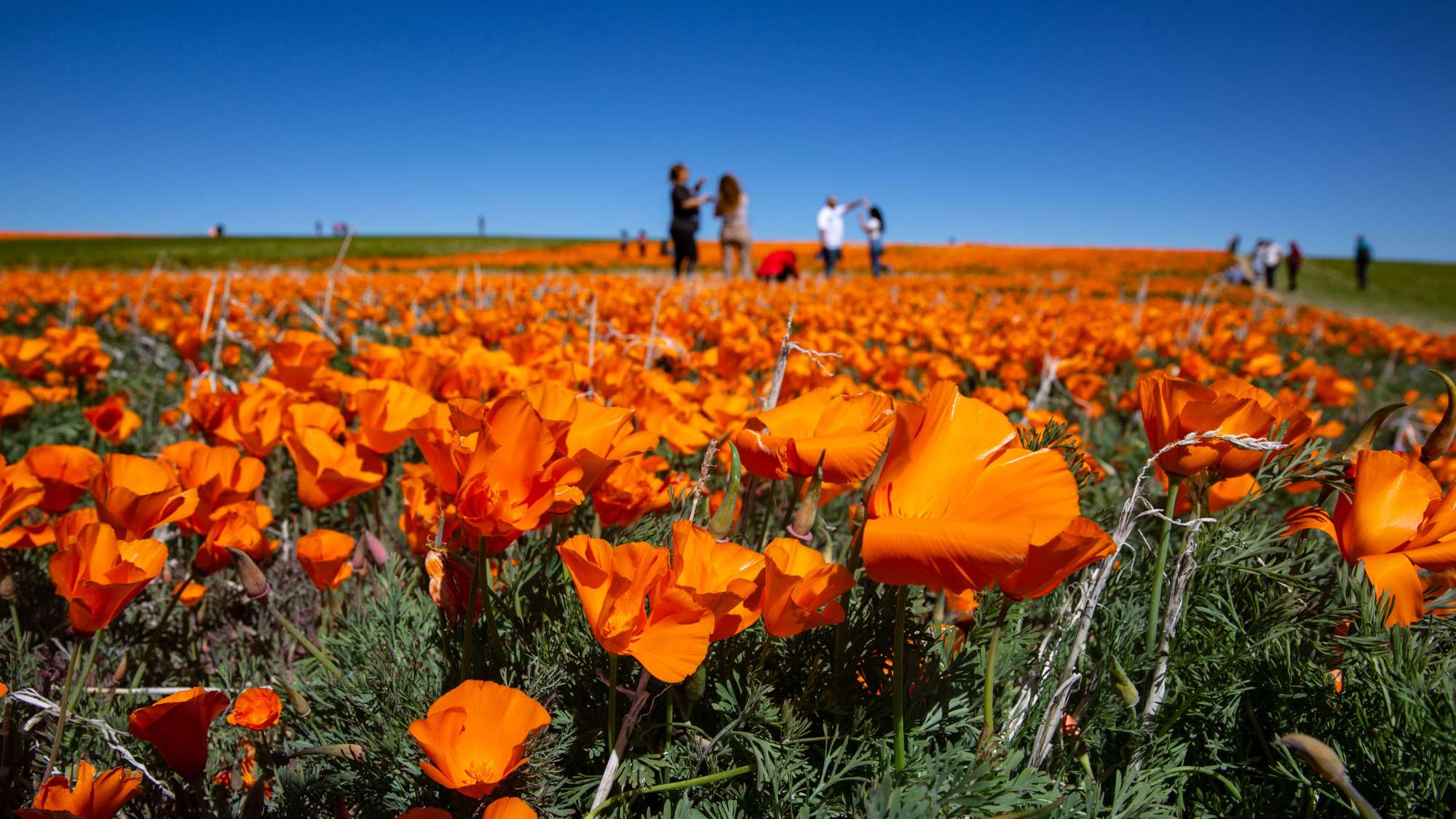 California’s Desert Parks Are About to Pop With Wildflowers: How to See the Superbloom