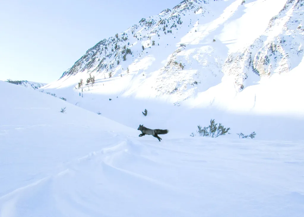 A Sierra Nevada Red Fox with a GPS collar running in snow with mountains in the background.