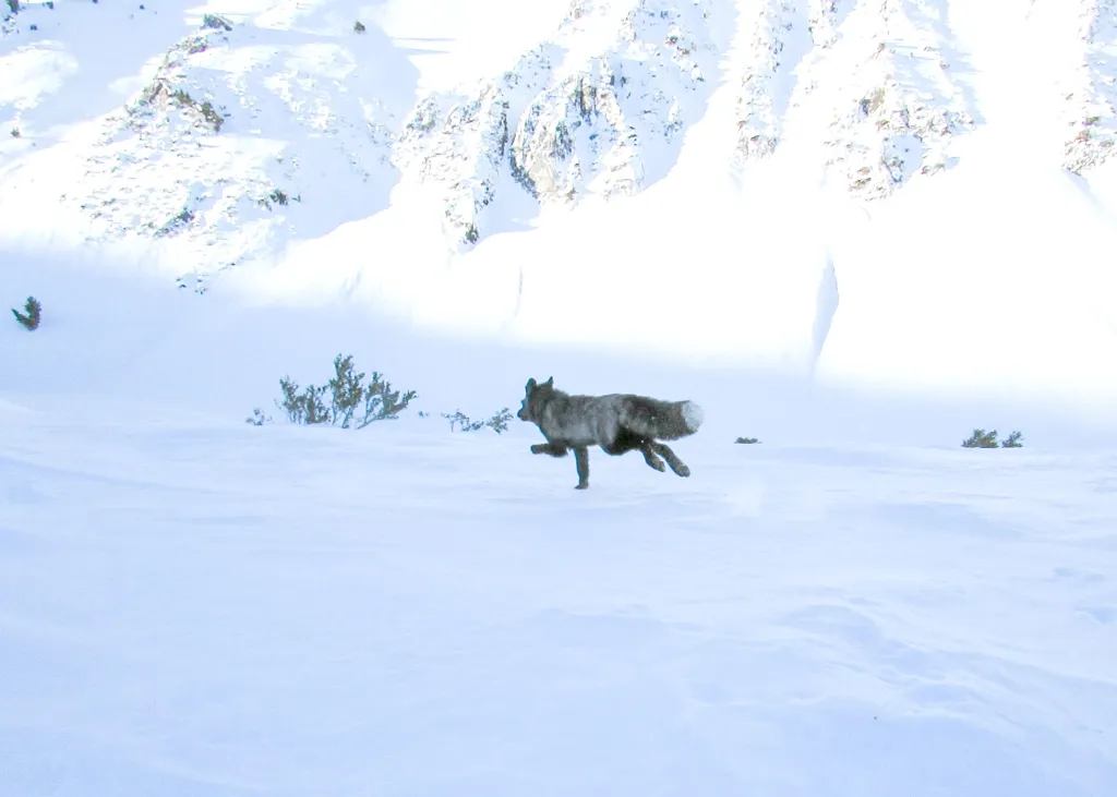 Sierra Nevada Red Fox with a GPS collar running in snow.