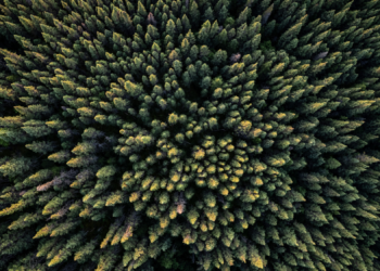 Forests Are Steadily Creeping North, and That’s Not a Good Thing