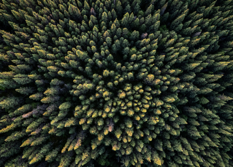 Forests Are Steadily Creeping North, and That’s Not a Good Thing