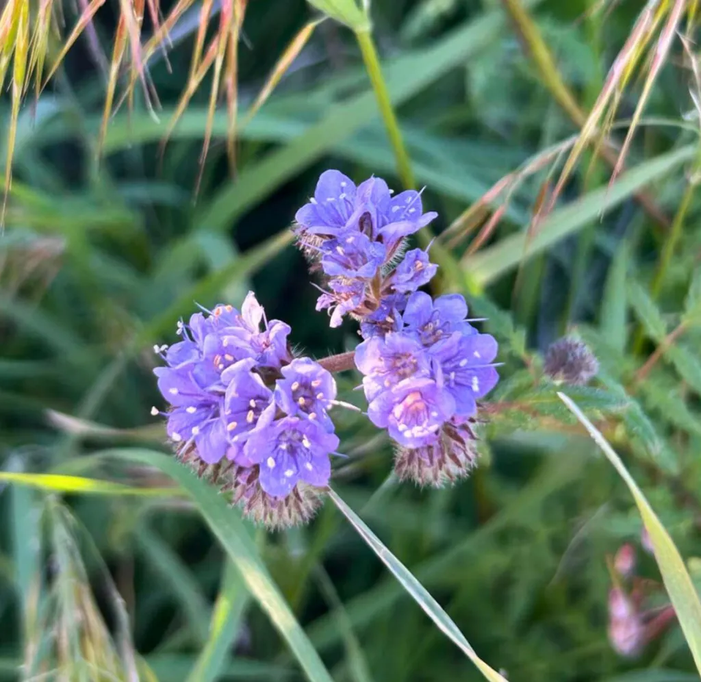 Purple lacy phacelia flowers blooming.