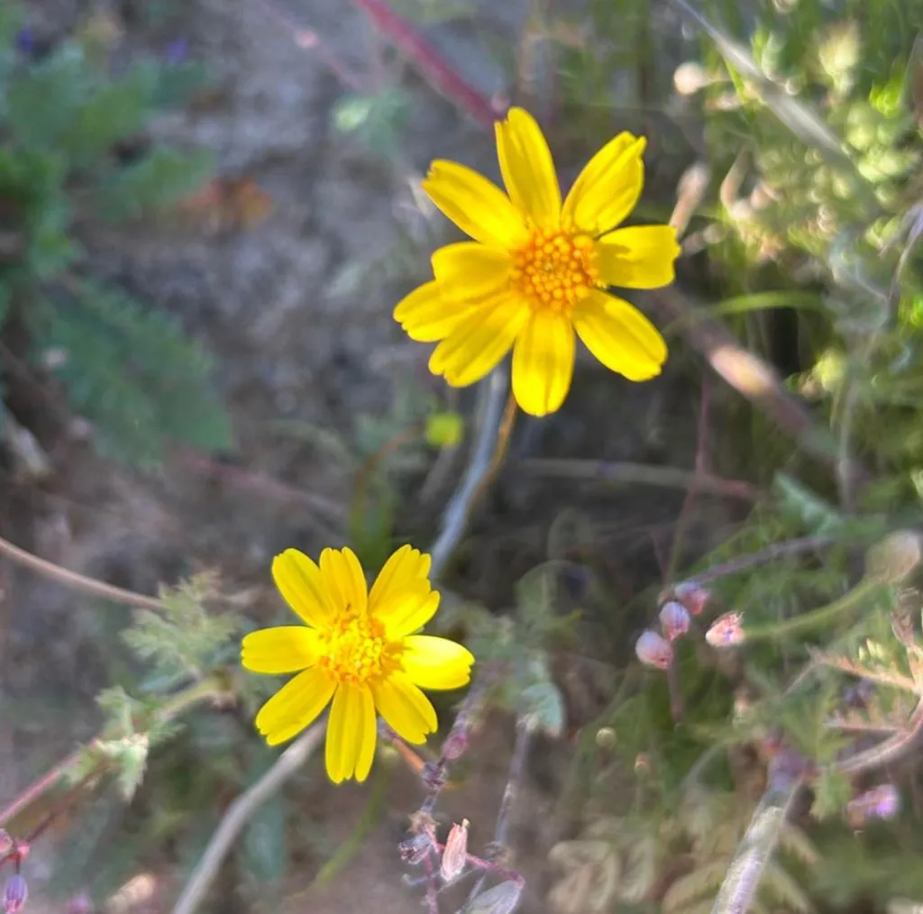 Two yellow Coreopsis wildflowers blooming at Red Rock Canyon SP.
