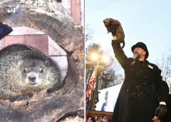 Groundhog Day 2026: Here’s when and where Punxsutawney Phil and Staten Island Chuck will make their predictions