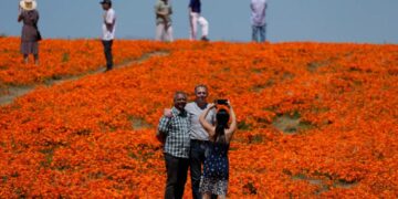 Where to see the wildflower explosion this spring at CA desert parks