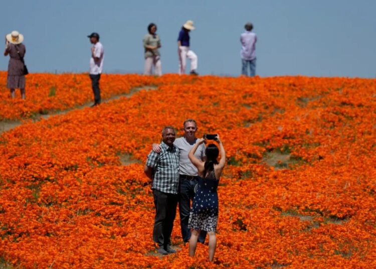 Where to see the wildflower explosion this spring at CA desert parks