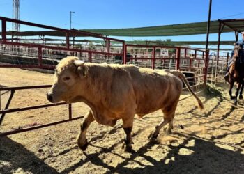 Flesh-eating parasite sparks disaster declaration in Texas