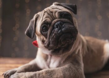 Dear Abby: My employee wants to take bereavement leave for her dead dog