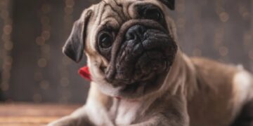 Dear Abby: My employee wants to take bereavement leave for her dead dog