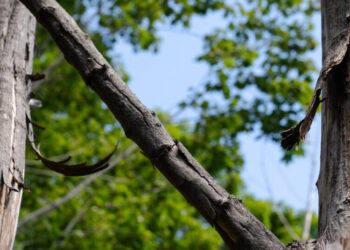 An Update: Did a Brooklyn Couple Kill a Neighbor’s Trees for a Better View in Maine?