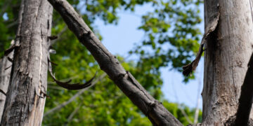 An Update: Did a Brooklyn Couple Kill a Neighbor’s Trees for a Better View in Maine?
