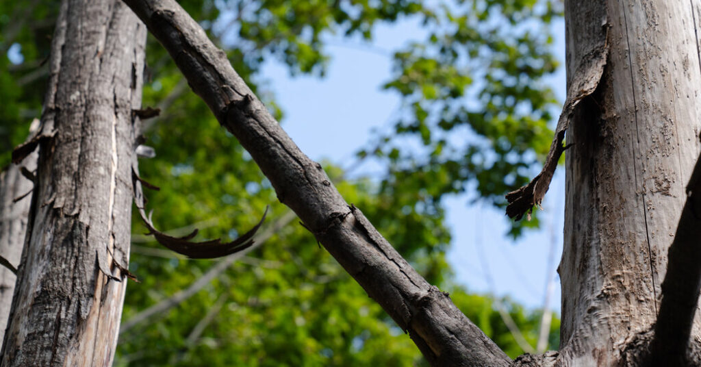 An Update: Did a Brooklyn Couple Kill a Neighbor’s Trees for a Better View in Maine?