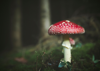 Jesus Wasn’t a Messiah, He Was a Naughty Mushroom Trip. According to This Theory, Anyway.