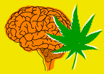 Does Cannabis Use Keep Your Brain Young?