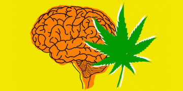 Does Cannabis Use Keep Your Brain Young?