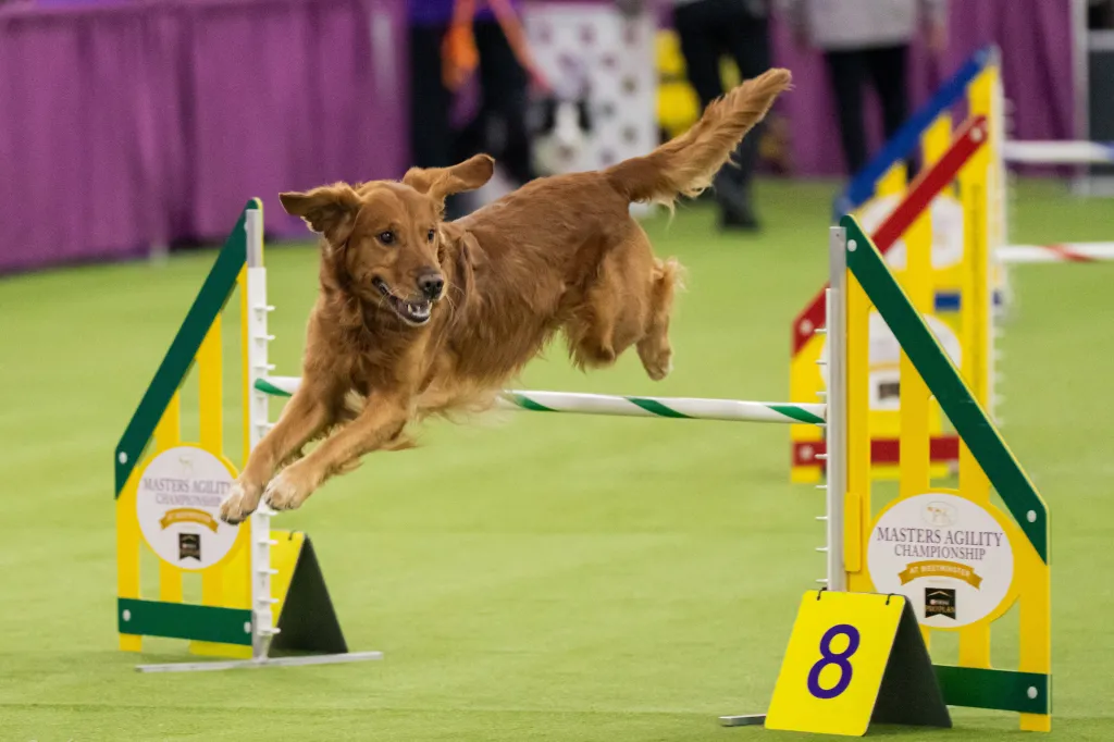 A Golden Retriever jumps over a hurdle during the Masters Agility Championship at Westminster dog show.