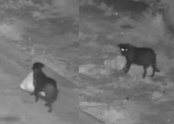 A Fly-Tipping Dog Has Been Caught by Sicilian Police. Here’s How to Train Your Own