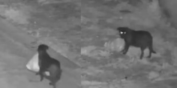 A Fly-Tipping Dog Has Been Caught by Sicilian Police. Here’s How to Train Your Own