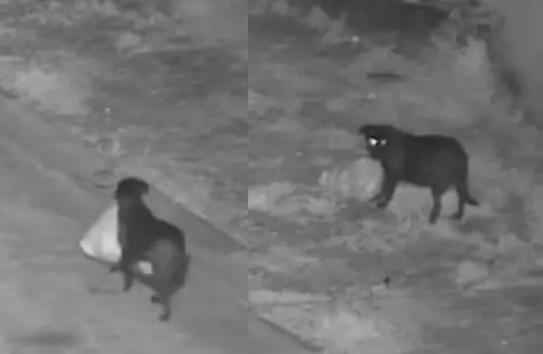 A Fly-Tipping Dog Has Been Caught by Sicilian Police. Here’s How to Train Your Own