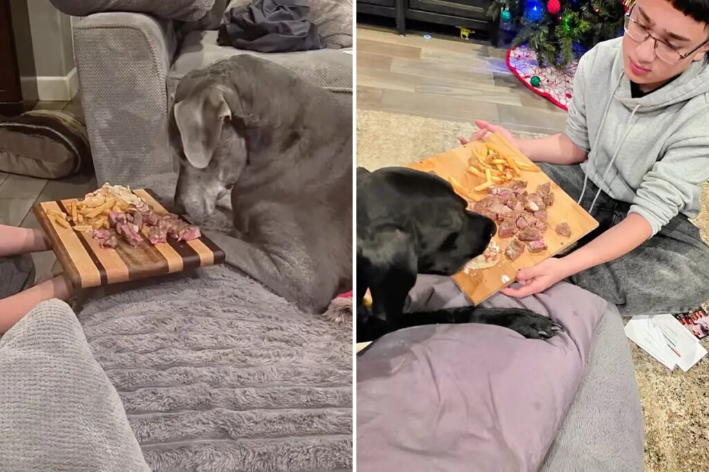 Dying dogs’ final meals paid for with kindness at Outback Steakhouse: ‘Something I will never forget’