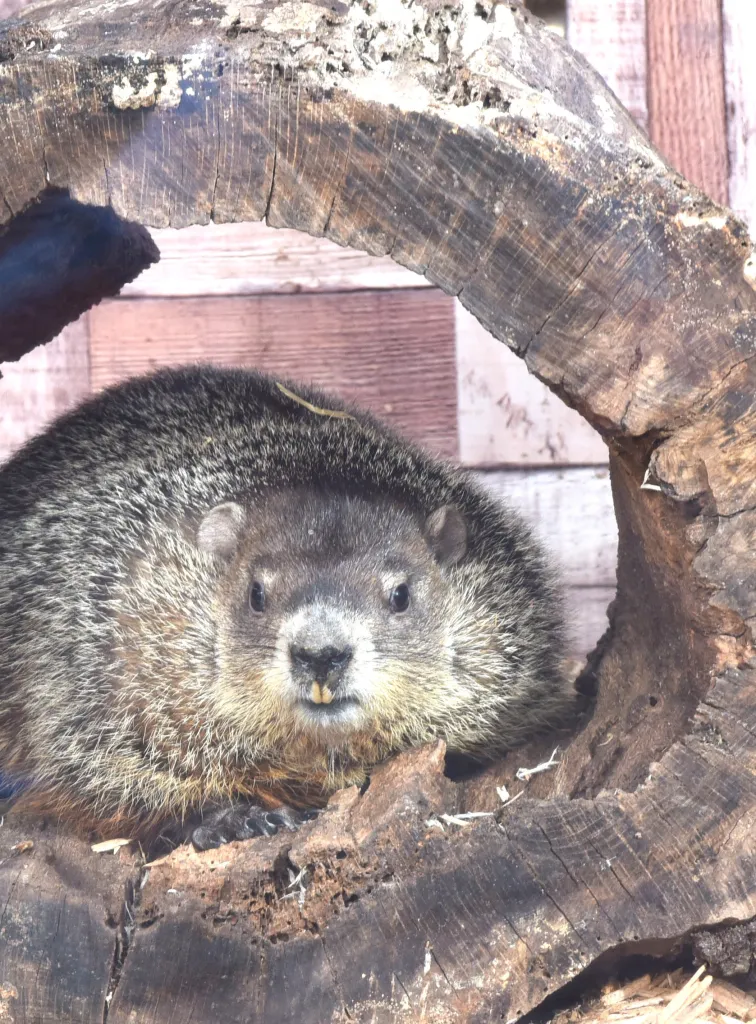 Groundhog Day at the Staten Island Zoo, with SI Chuck poking its head out of a log.
