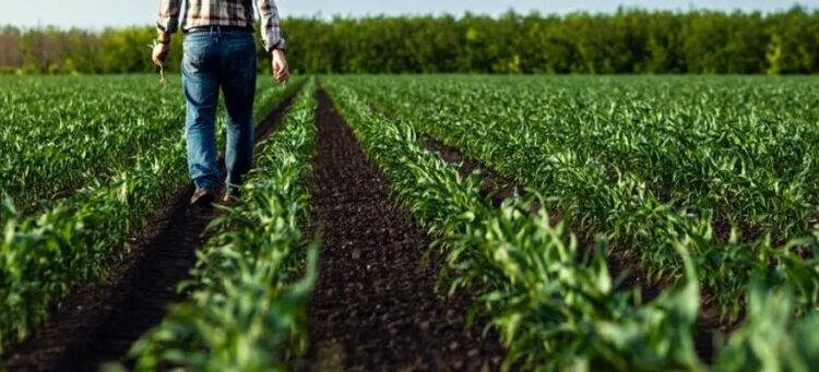 Farmers tell Congress ‘haphazard’ Trump has pushed them to brink of ‘widespread collapse’