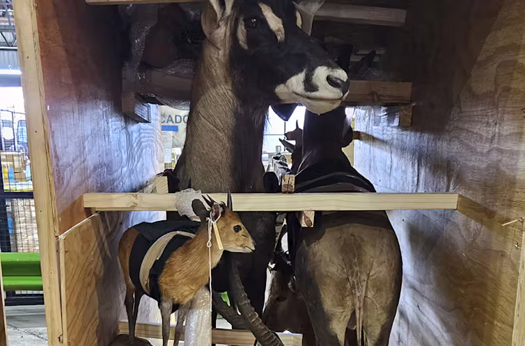 Several animals are positioned in a wooden crate.