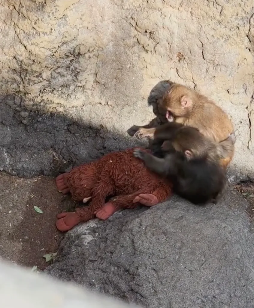 Two baby monkeys playing with a stuffed orangutan.