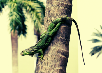 Frozen Iguanas Are Falling From Trees in Florida—So This Guy Made Them Into Tacos