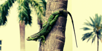 Frozen Iguanas Are Falling From Trees in Florida—So This Guy Made Them Into Tacos
