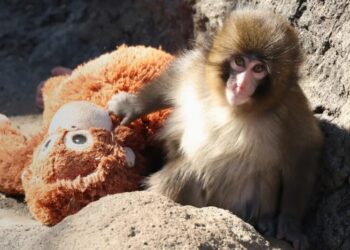 Punch the monkey needs more than your love