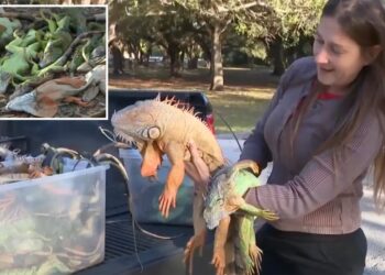 Floridians gather frozen iguanas by armload as frigid temps leave them paralyzed, dropping from trees
