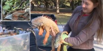 Floridians gather frozen iguanas by armload as frigid temps leave them paralyzed, dropping from trees