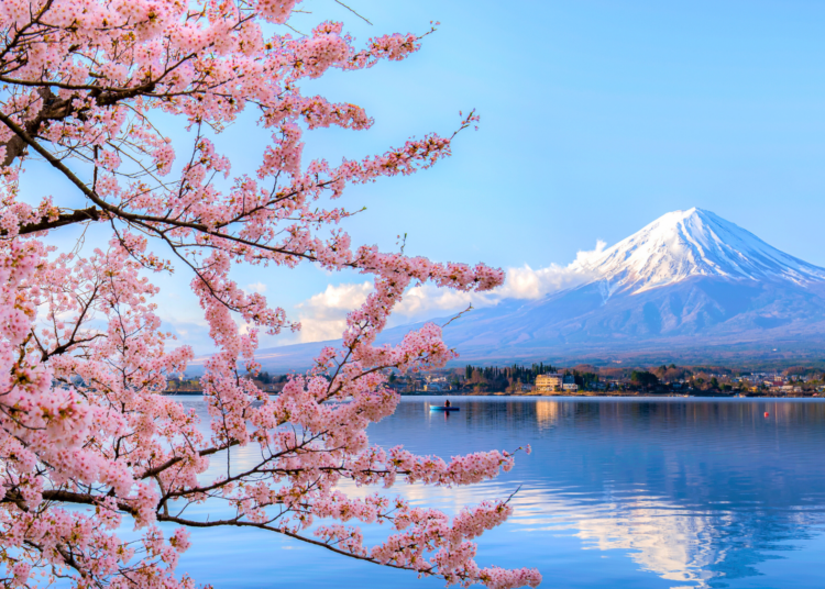 Japan’s Cherry Blossom Festival Canceled Because Tourists Suck