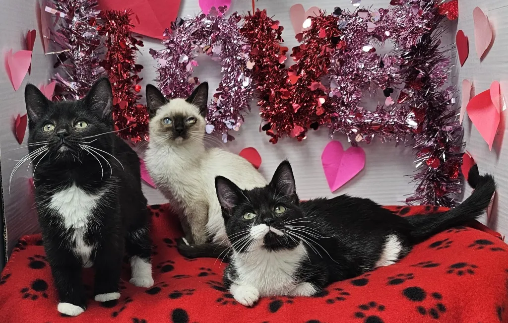 The three sibling kittens — named Oakland, Briar and Maple — were reunited and brought to the humane society's Animal Care and Adoption Center.