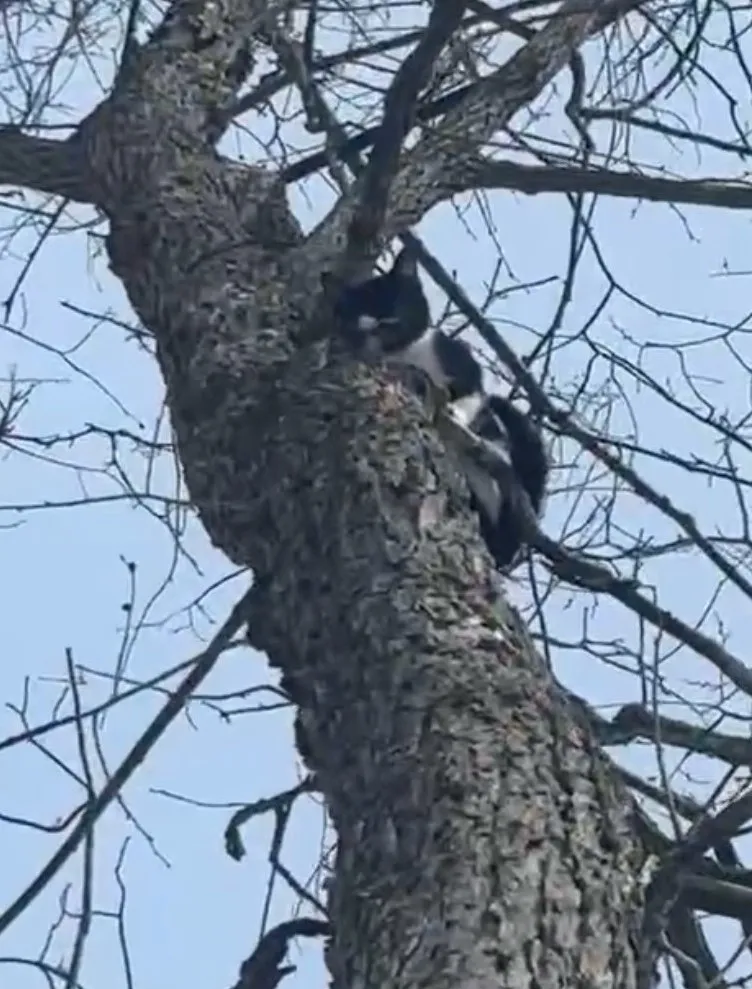 The abandoned sibling kittens are on the mend after being left out in the cold.