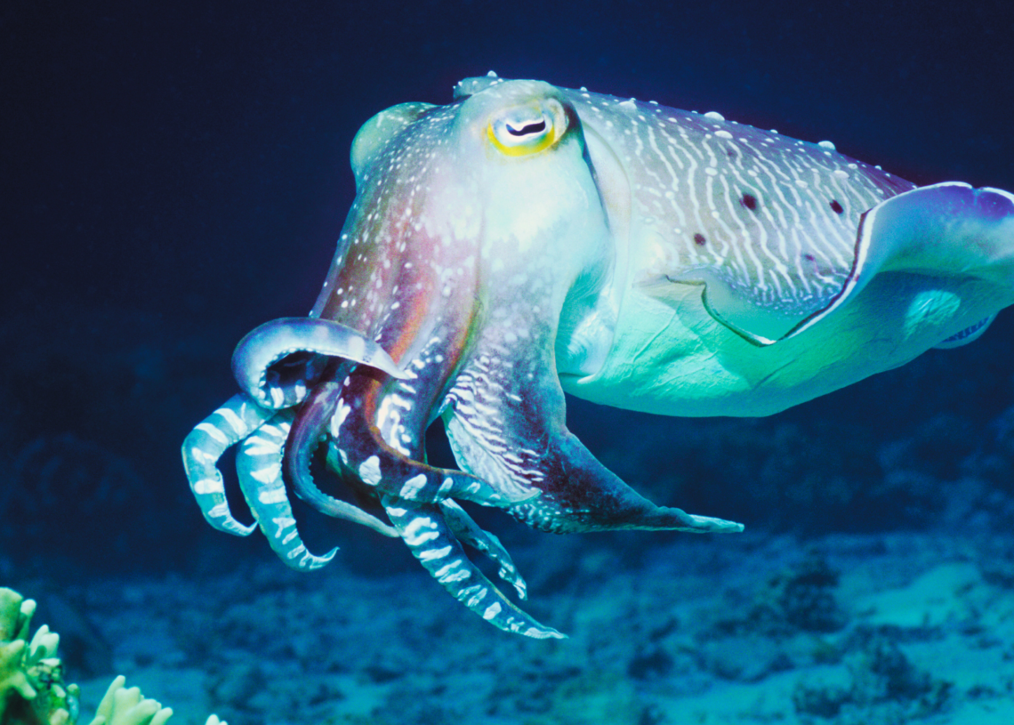 Male Cuttlefish Make Their Own Light Shows to Flirt With Potential Mates