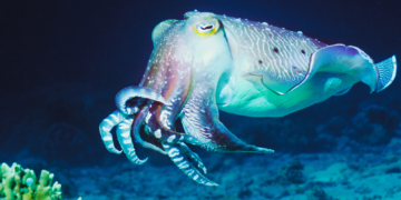 Male Cuttlefish Make Their Own Light Shows to Flirt With Potential Mates