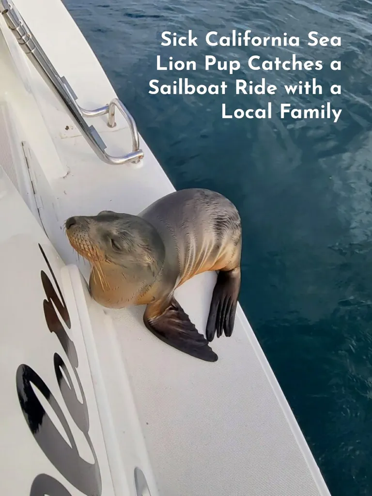 A California sea lion pup resting on the swim step of a sailboat.