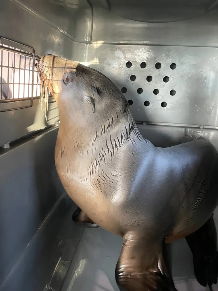 A sea lion pup is seen in a rescue kennel.