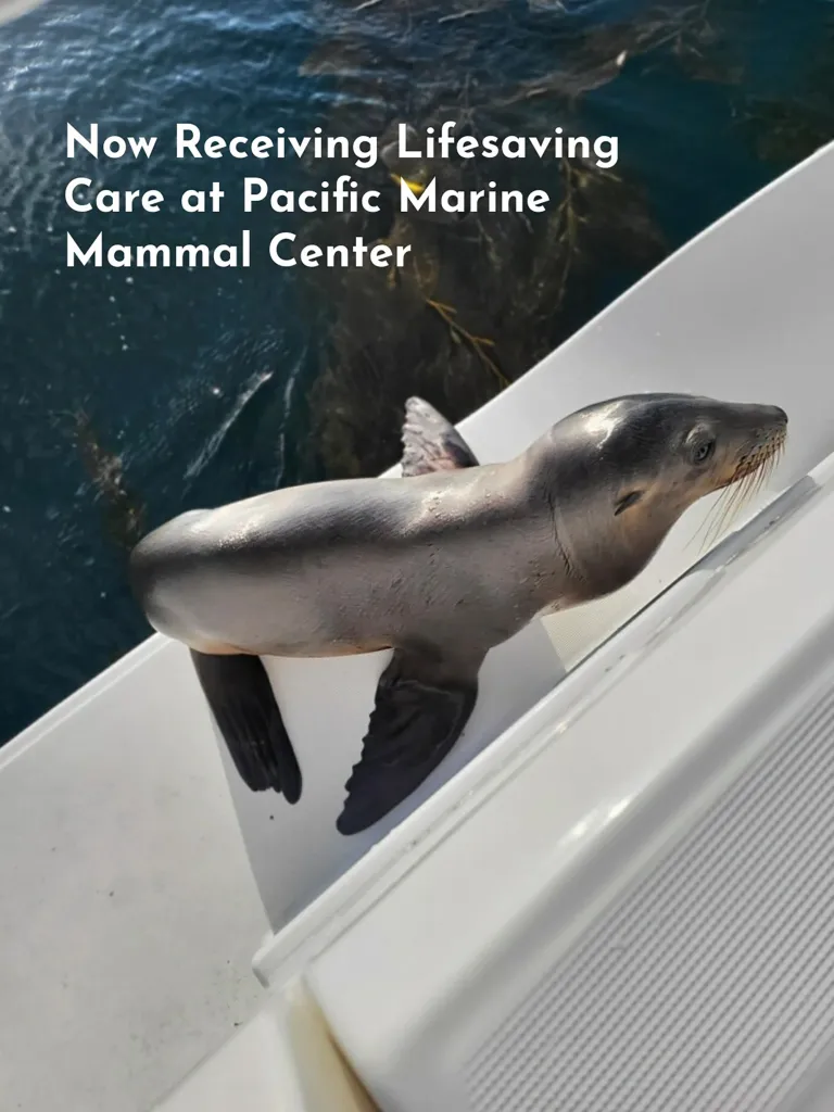 A sea lion pup on the side of a boat next to the text