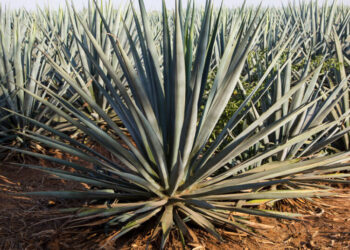 Mayor of Tequila, Mexico, Is Accused of Shaking Down Tequila Companies