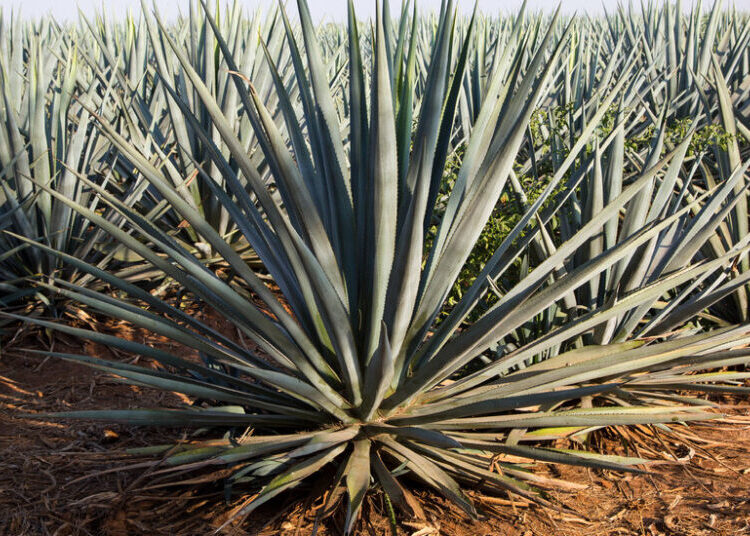 Mayor of Tequila, Mexico, Is Accused of Shaking Down Tequila Companies