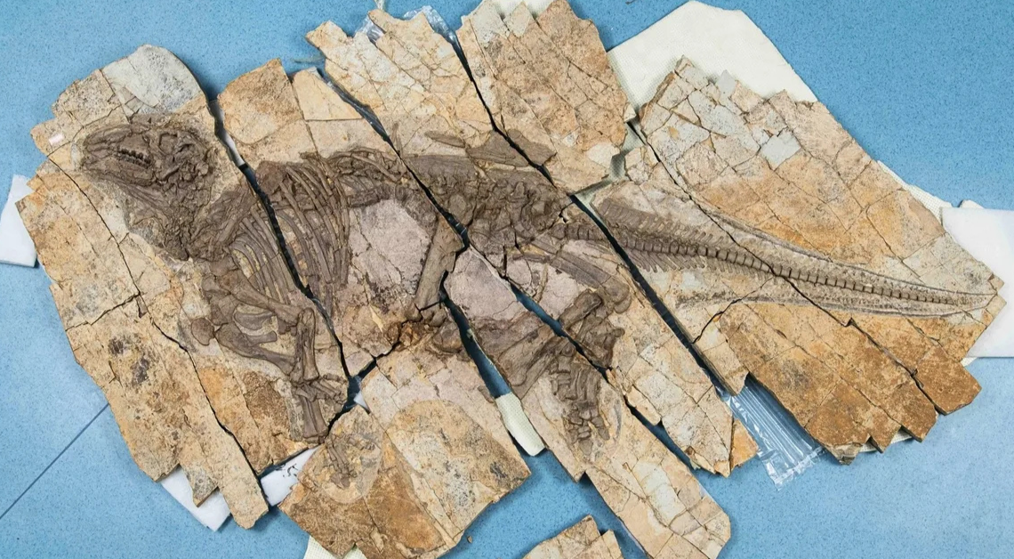 New ‘Spiny Dragon’ Dinosaur Species Identified With 125-Million-Year-Old Skin
