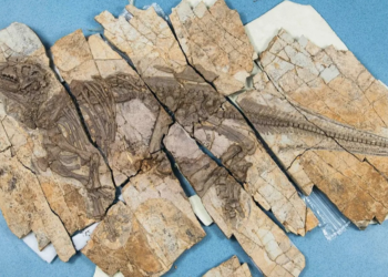 New ‘Spiny Dragon’ Dinosaur Species Identified With 125-Million-Year-Old Skin