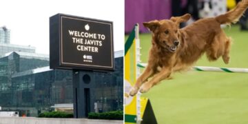 Dope, 60, wanted for Javits Center heists nabbed sneaking back in for Westminster Dog Show