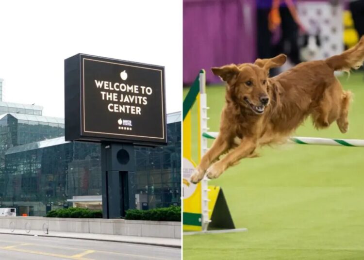 Dope, 60, wanted for Javits Center heists nabbed sneaking back in for Westminster Dog Show