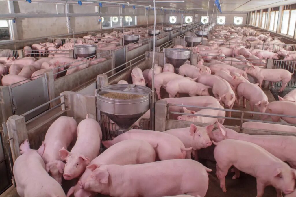 NYS man headed to prison for trying to hire hog farmer to kill love rival, feed him to pigs