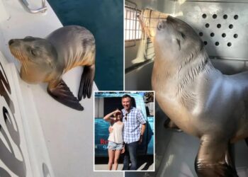 Sick sea lion pup rescued after hitching a ride on family’s boat to SoCal shore