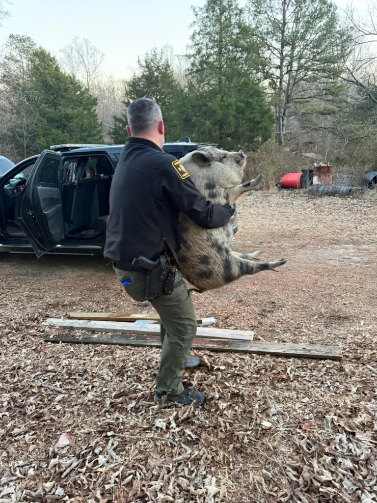 A deputy carrying a large pig away from a police vehicle.